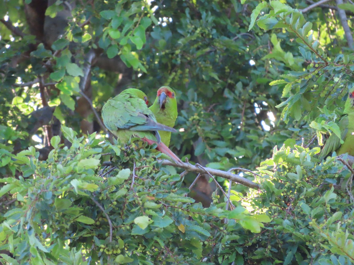 Slender-billed Parakeet - ML628108493