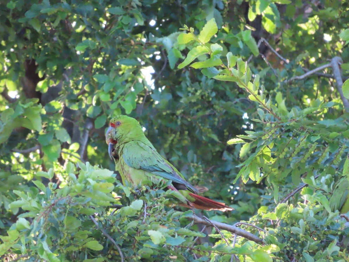 Slender-billed Parakeet - ML628108494