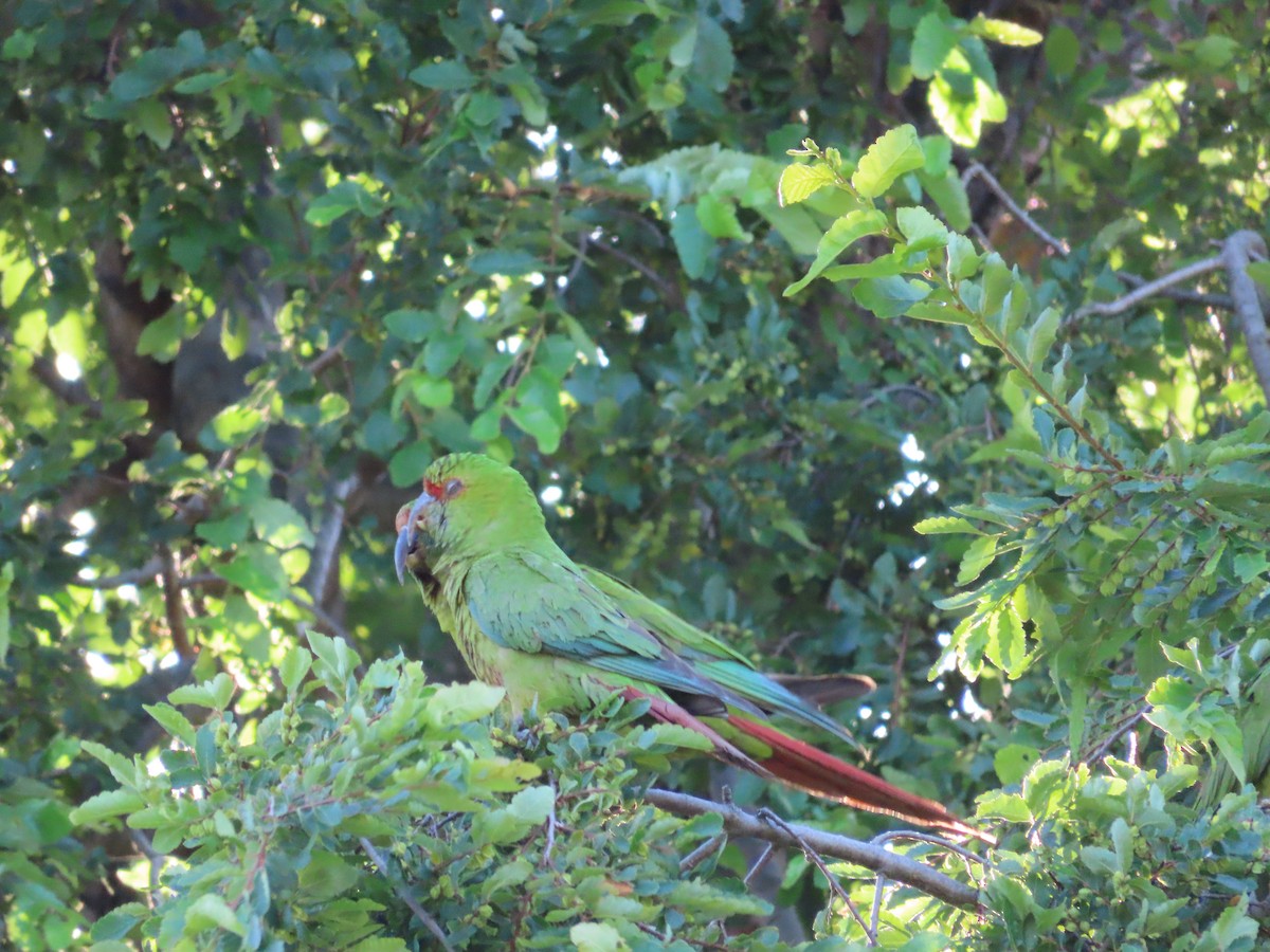 Slender-billed Parakeet - ML628108495