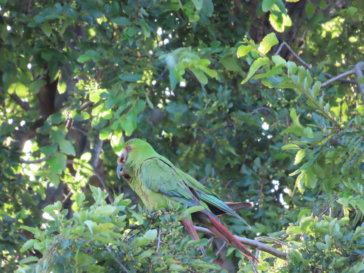 Slender-billed Parakeet - ML628108496