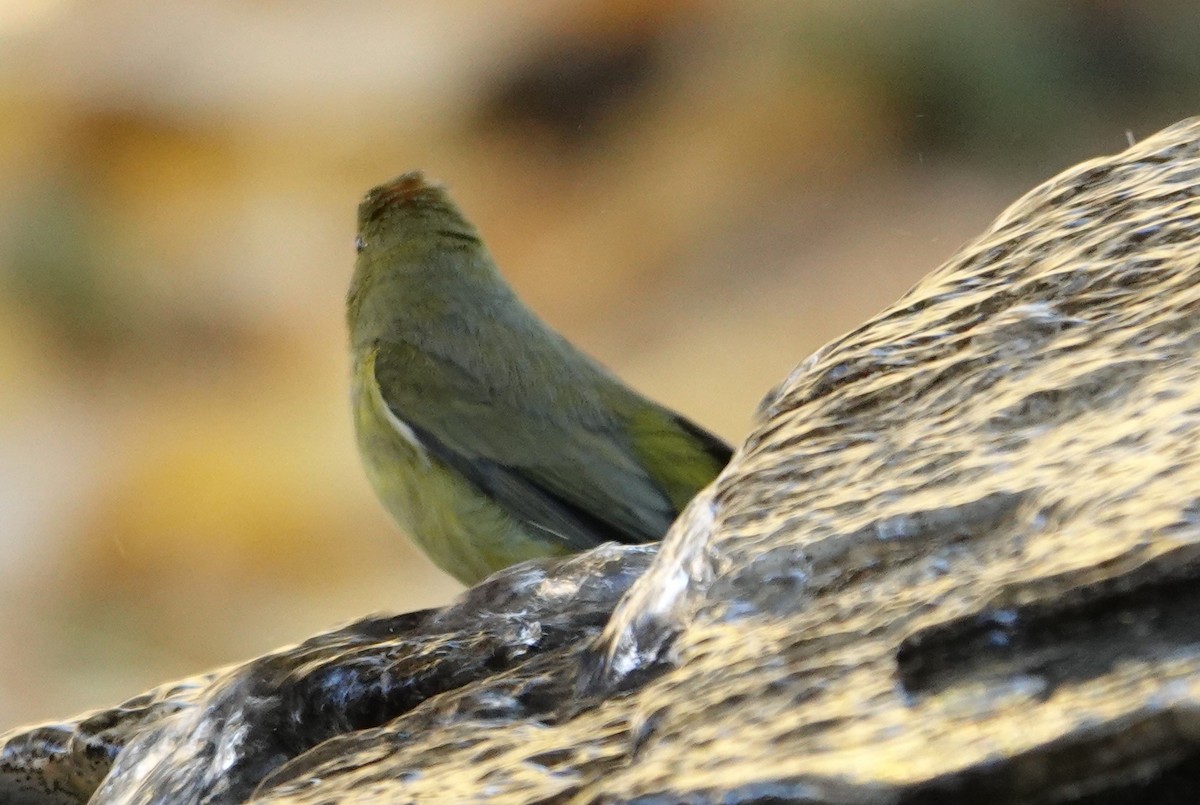 Orange-crowned Warbler - ML628108497