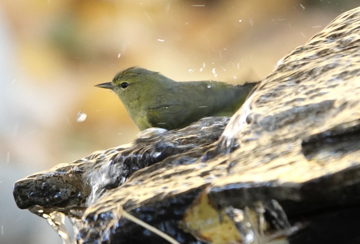 Orange-crowned Warbler - ML628108498