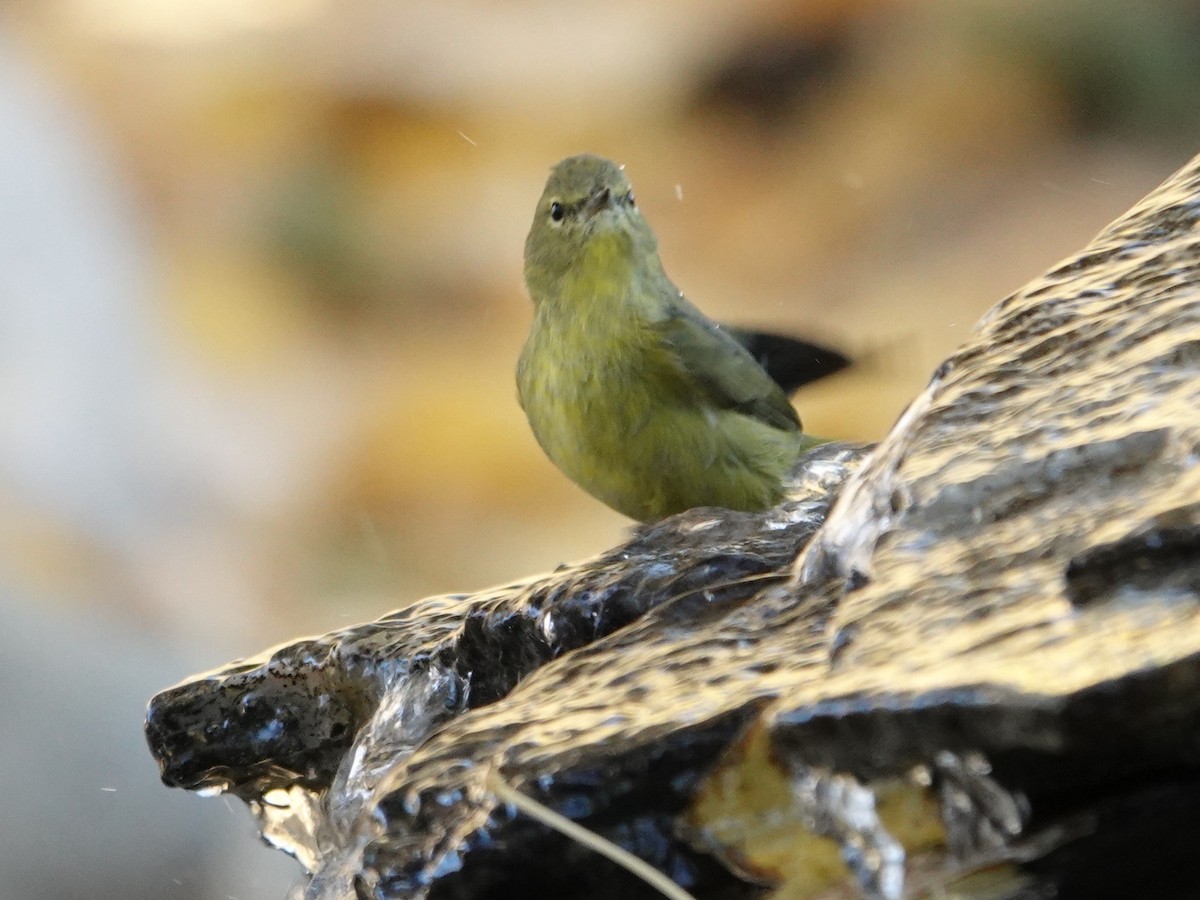 Orange-crowned Warbler - ML628108499