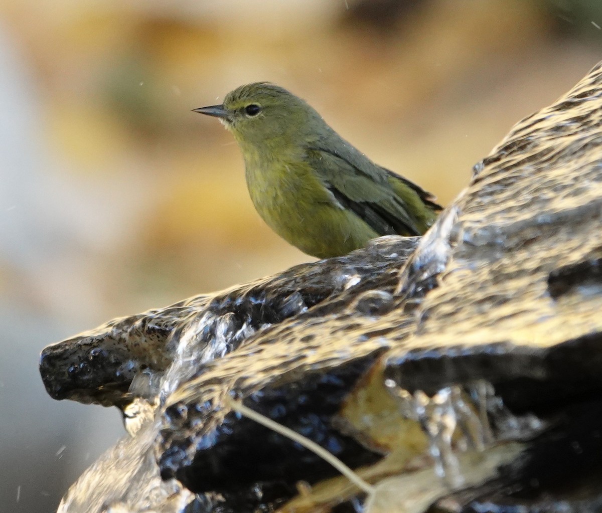 Orange-crowned Warbler - ML628108500