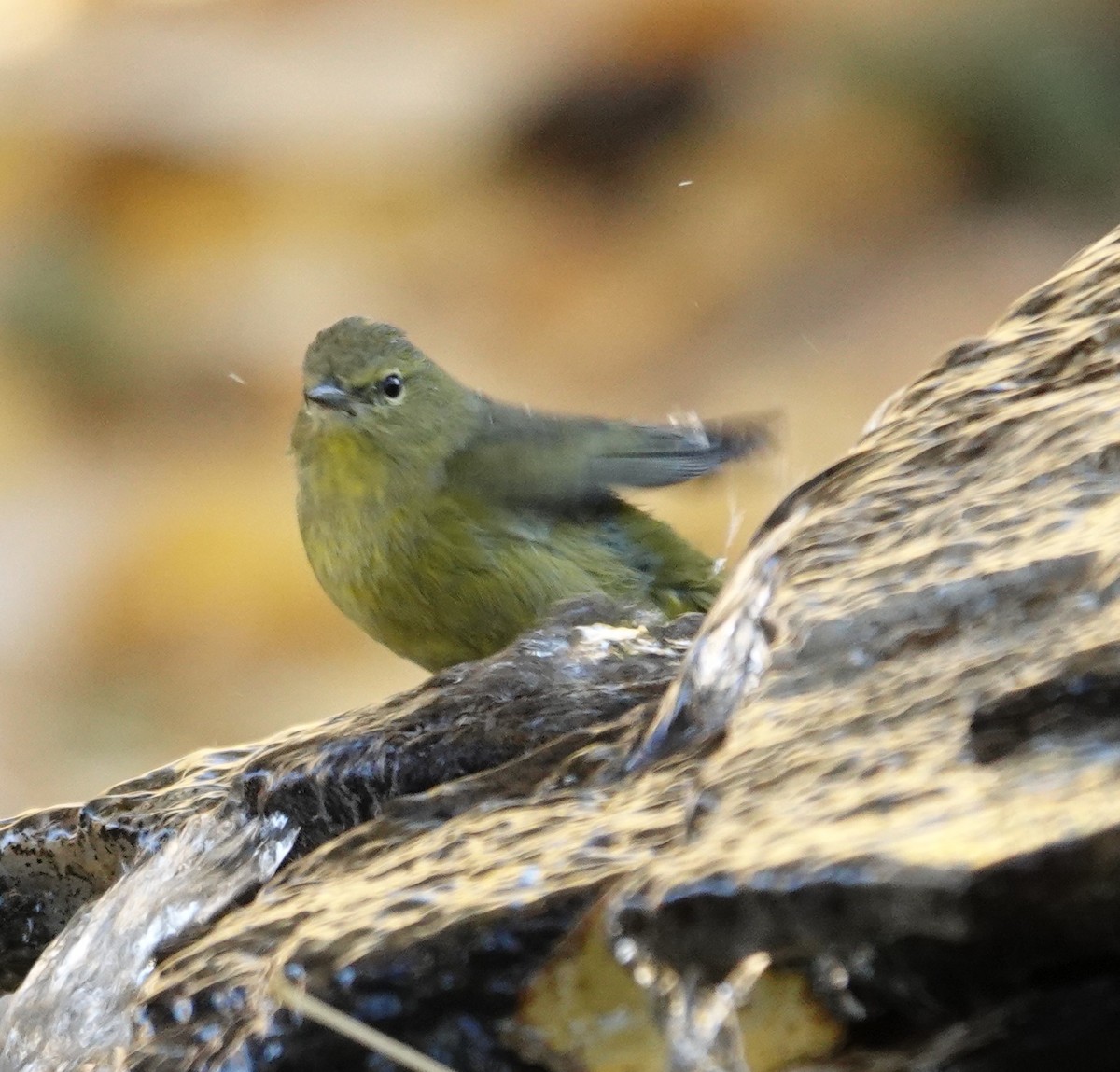 Orange-crowned Warbler - ML628108501