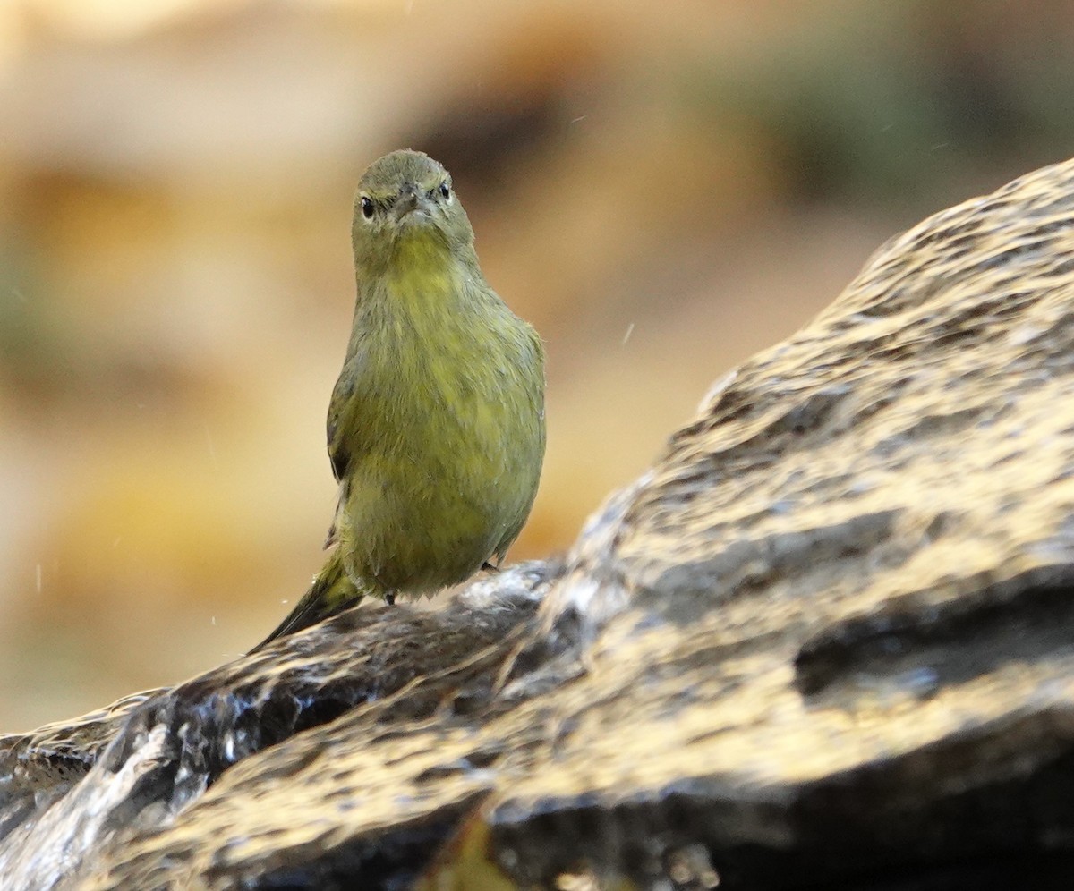 Orange-crowned Warbler - ML628108502