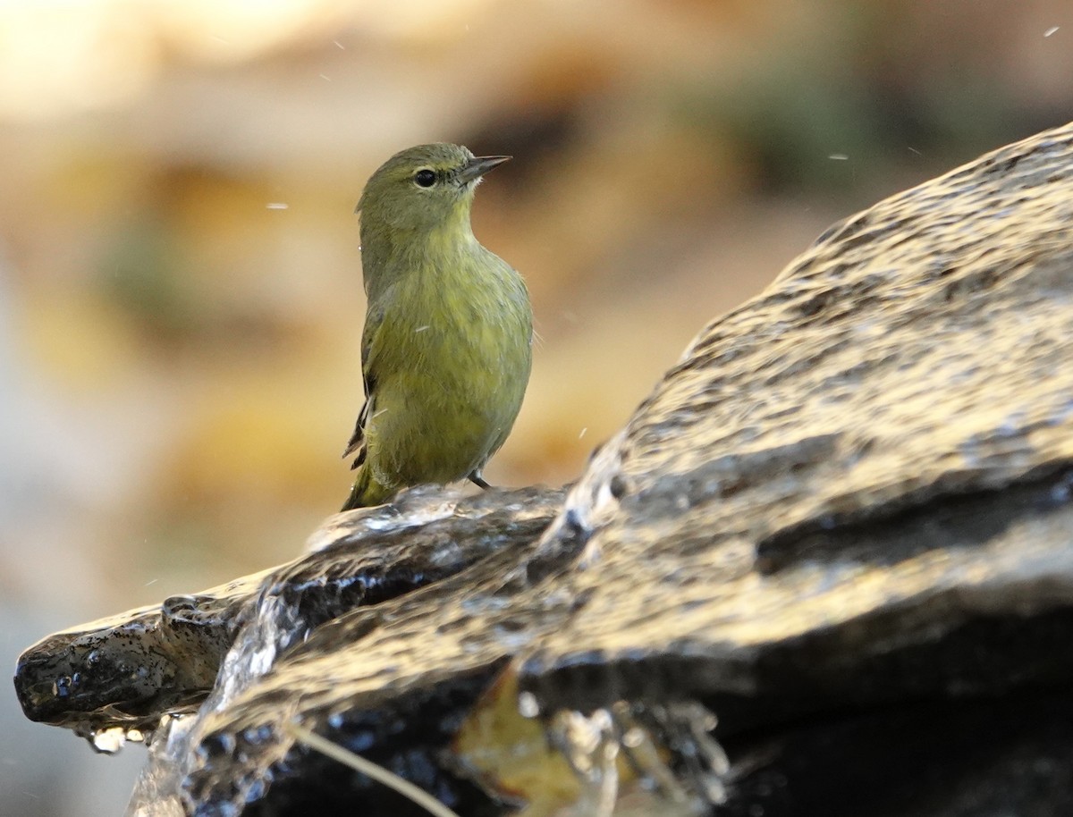 Orange-crowned Warbler - ML628108503