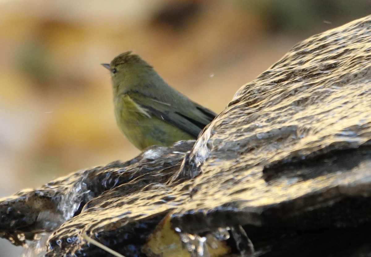 Orange-crowned Warbler - ML628108504