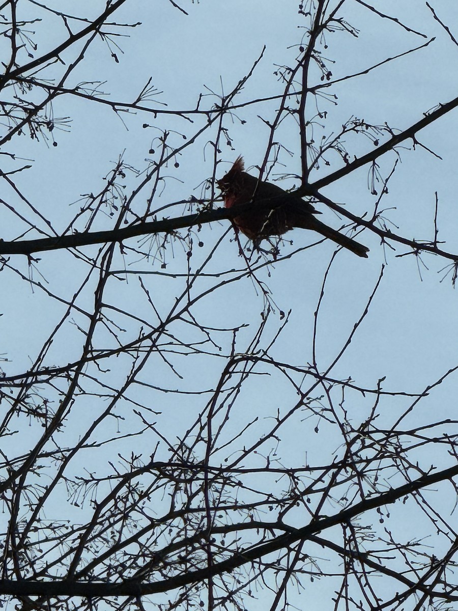 Northern Cardinal - ML628108505