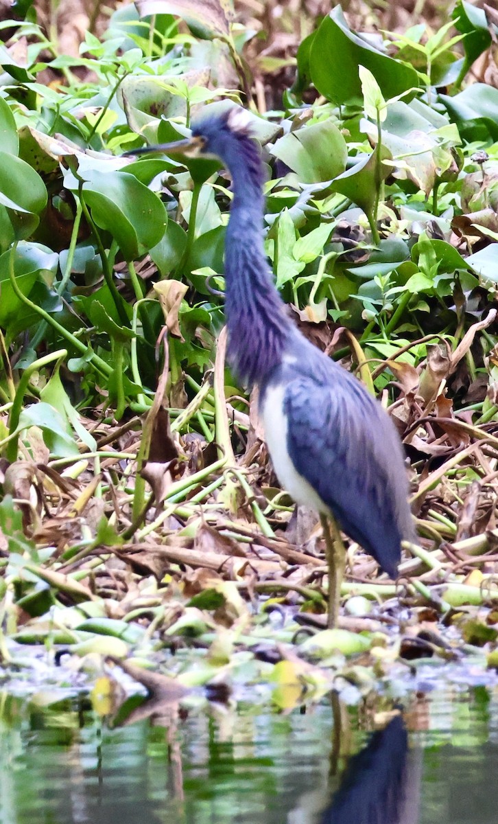 Tricolored Heron - ML628108520