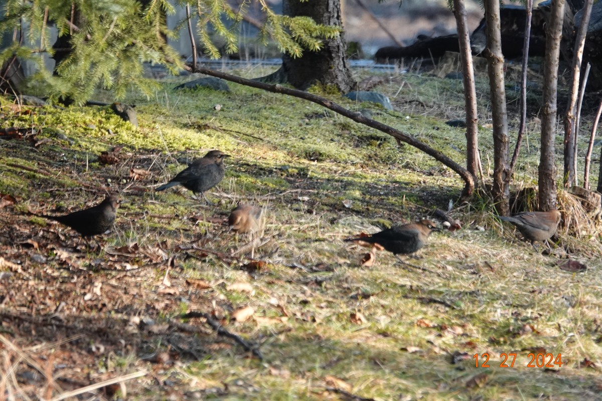 Rusty Blackbird - ML628108521