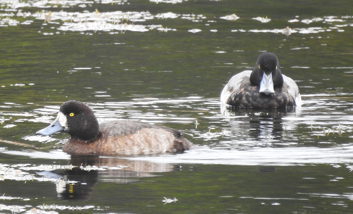 Greater Scaup - ML628108522