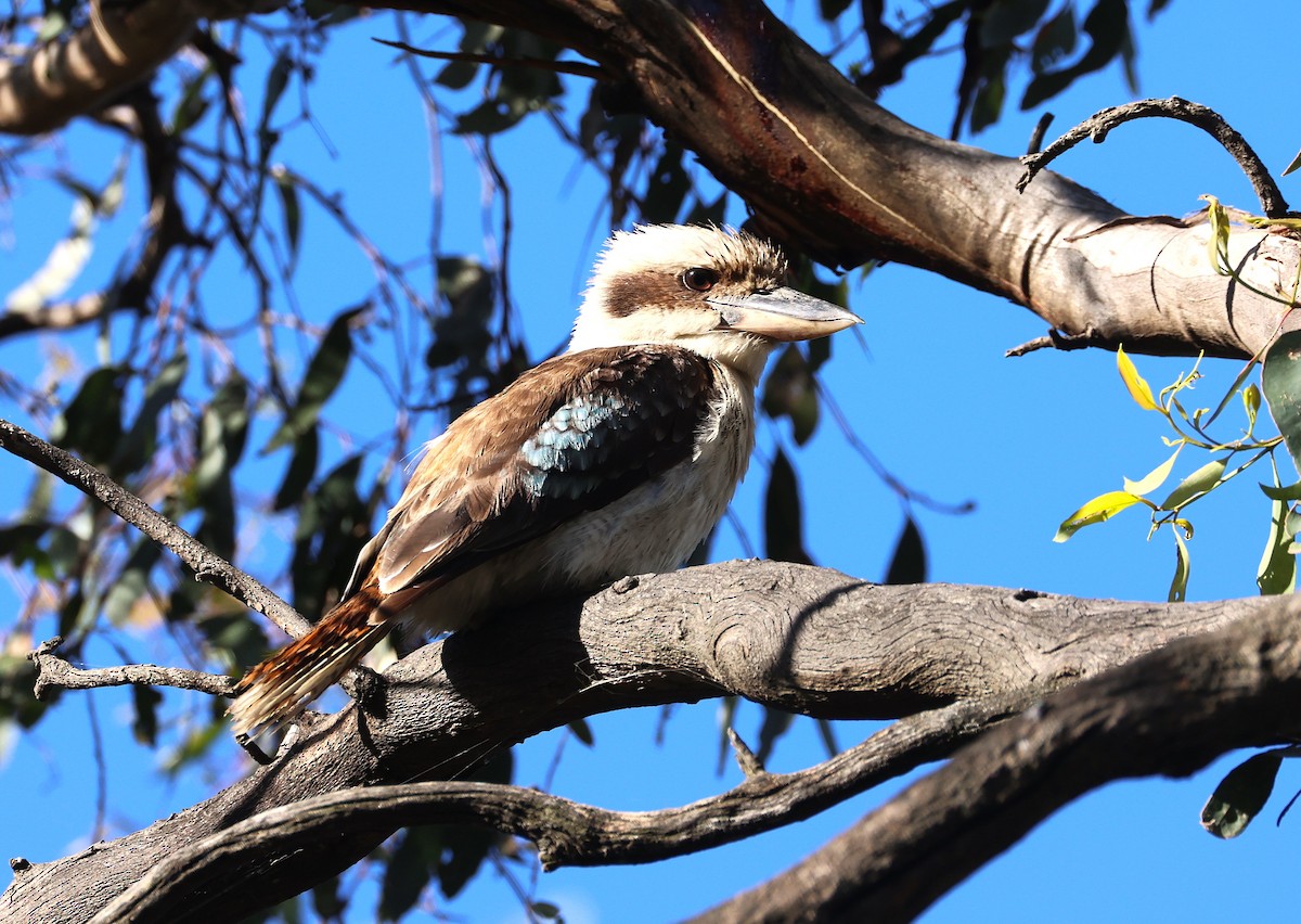 Laughing Kookaburra - ML628108525