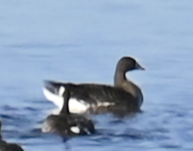 Greater White-fronted Goose - ML628108527