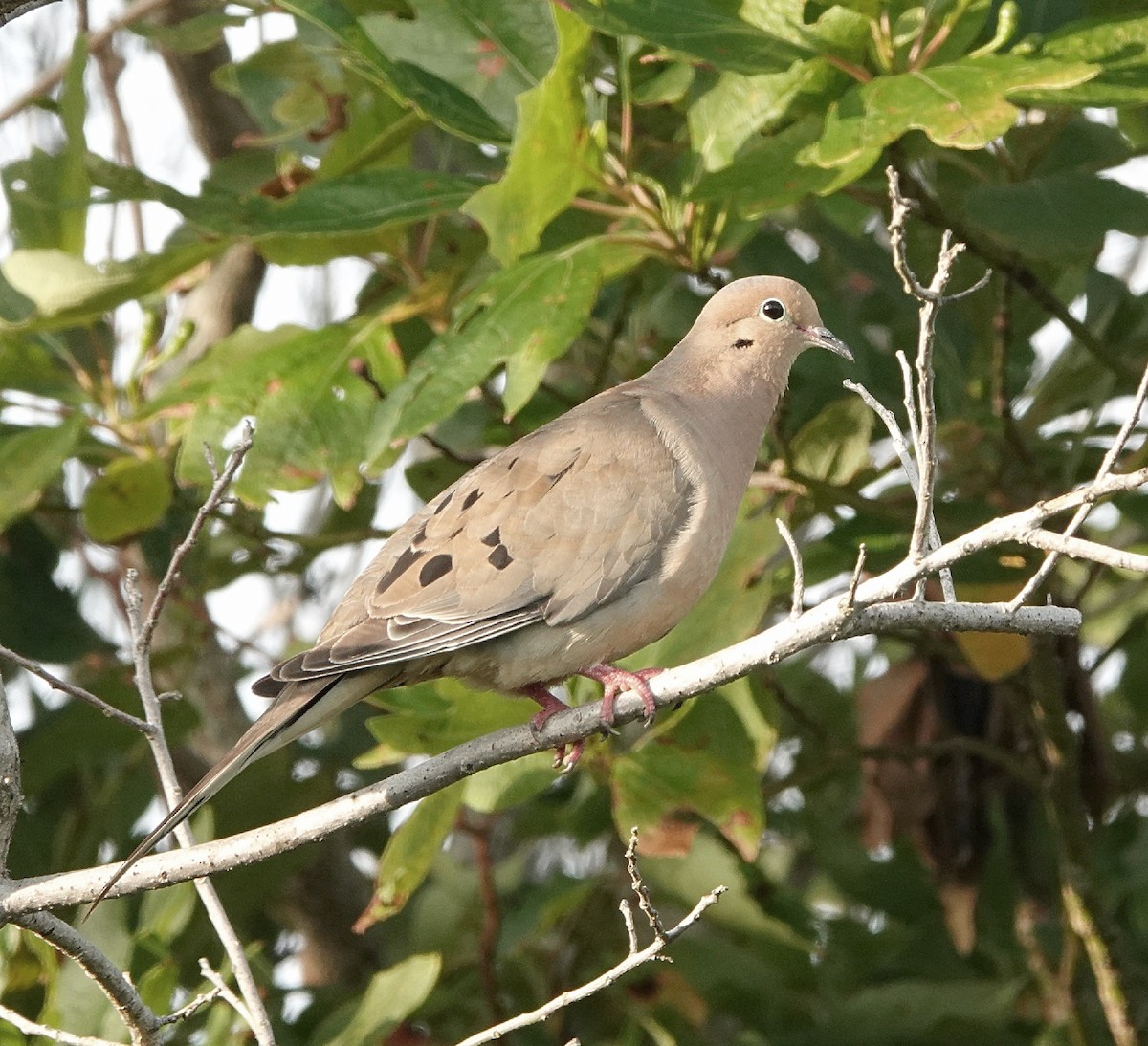 Mourning Dove - ML628108538