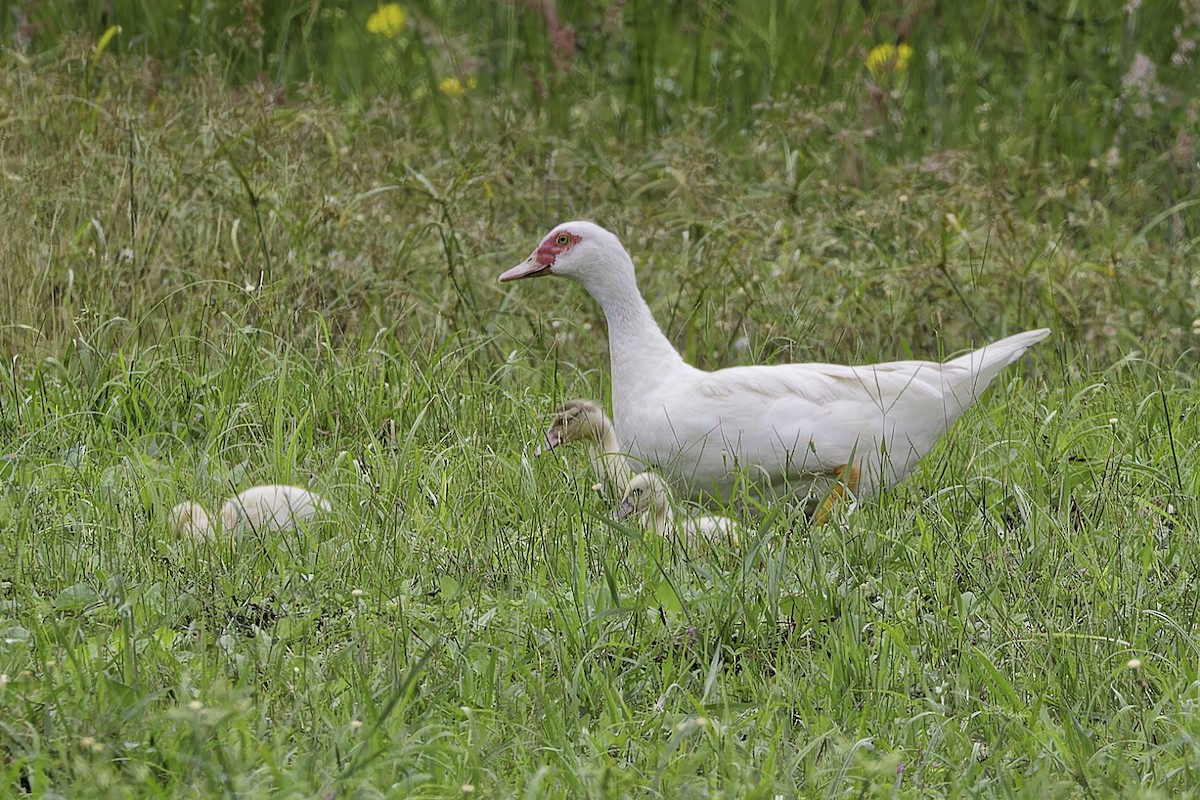 Muscovy Duck - ML628108546