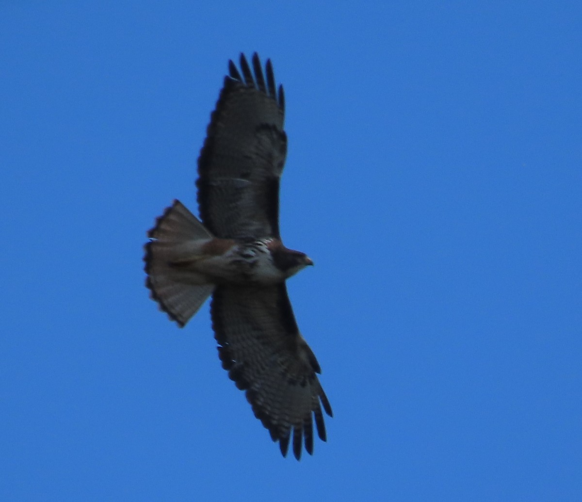 Rufous-tailed Hawk - ML628108564