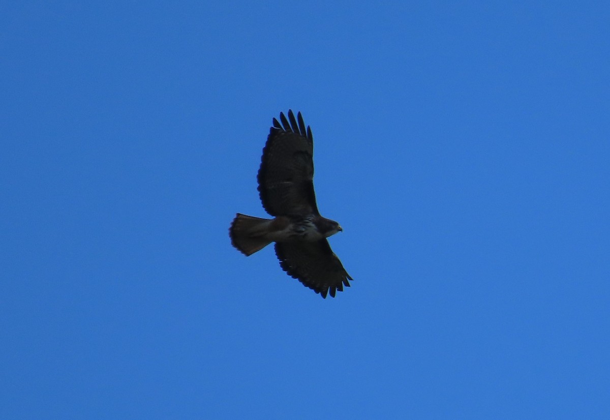 Rufous-tailed Hawk - ML628108565