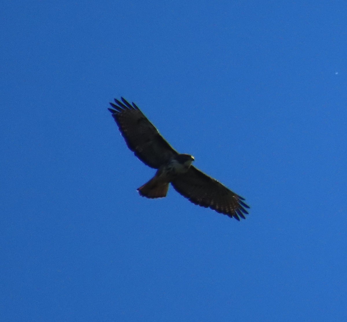 Rufous-tailed Hawk - ML628108566