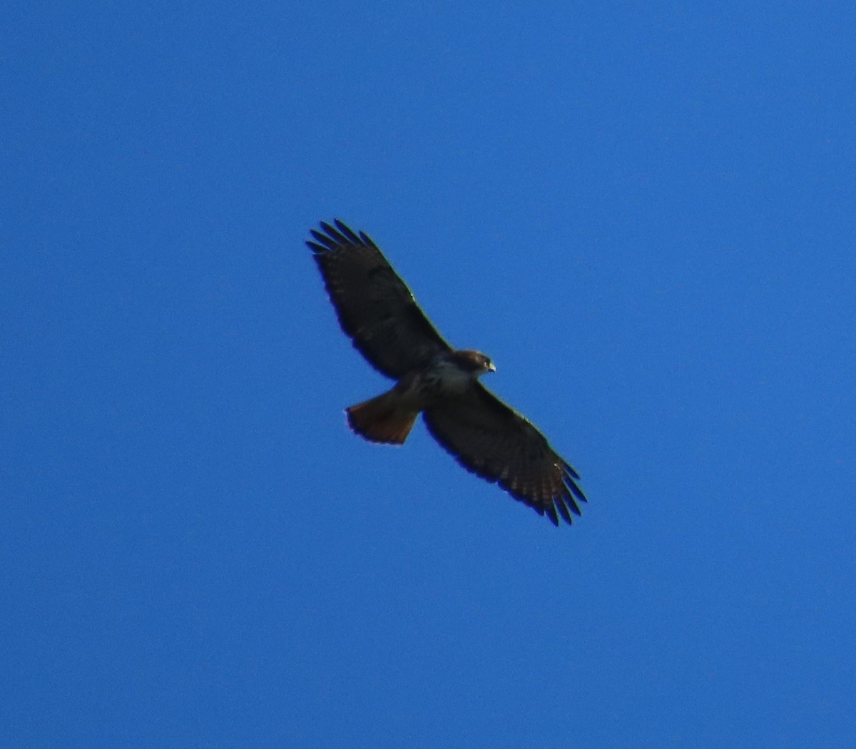 Rufous-tailed Hawk - ML628108567