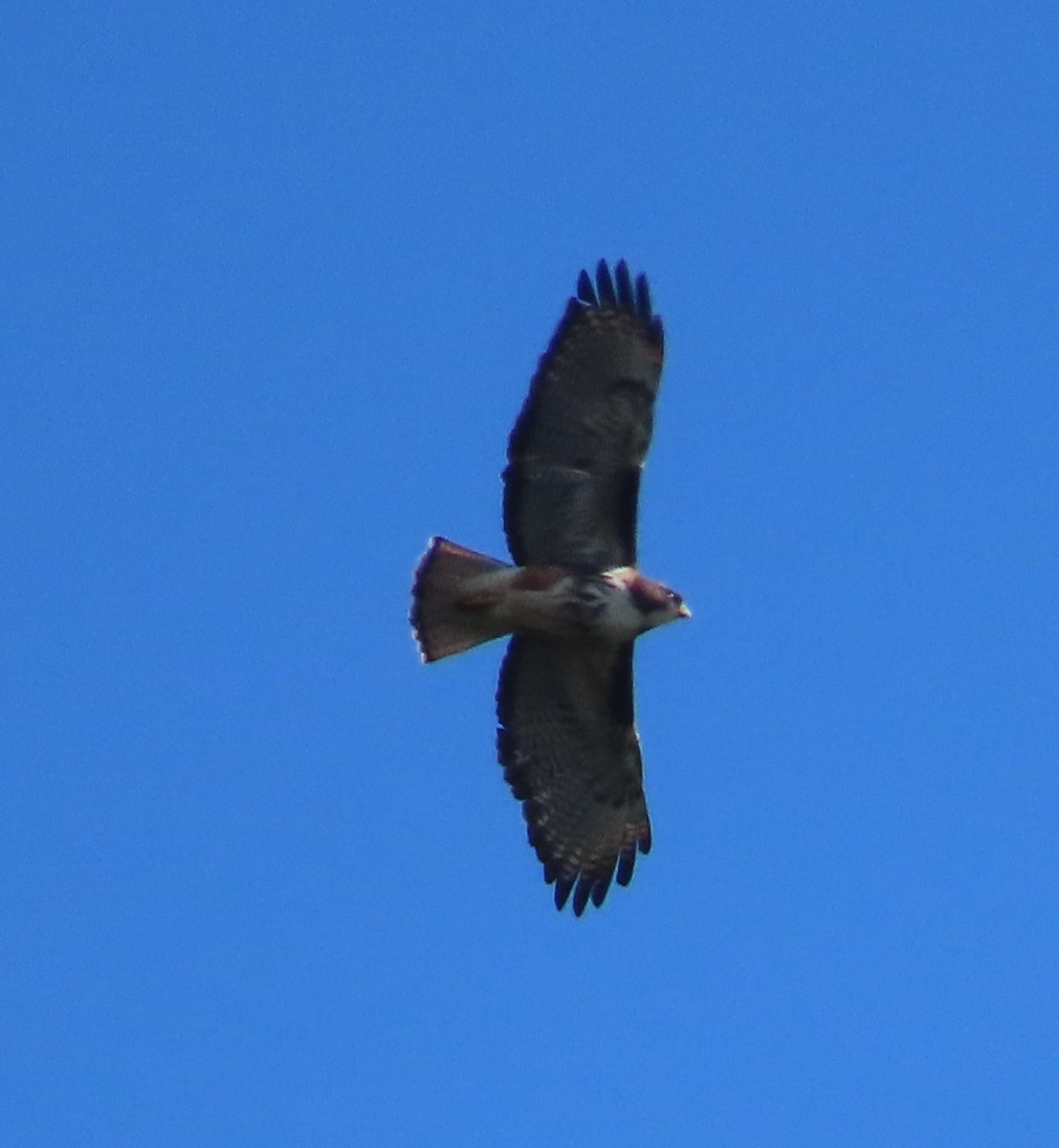 Rufous-tailed Hawk - ML628108568