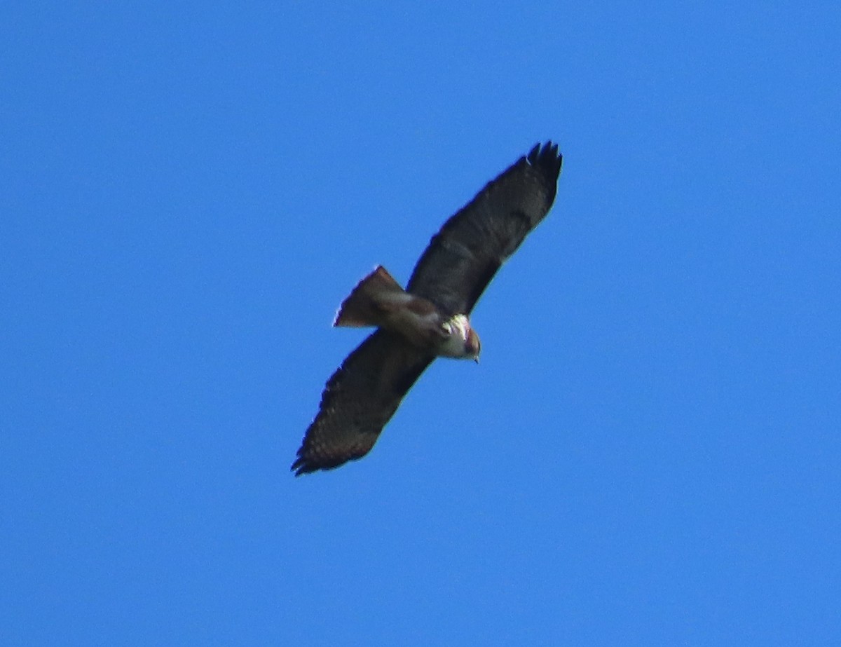 Rufous-tailed Hawk - ML628108569