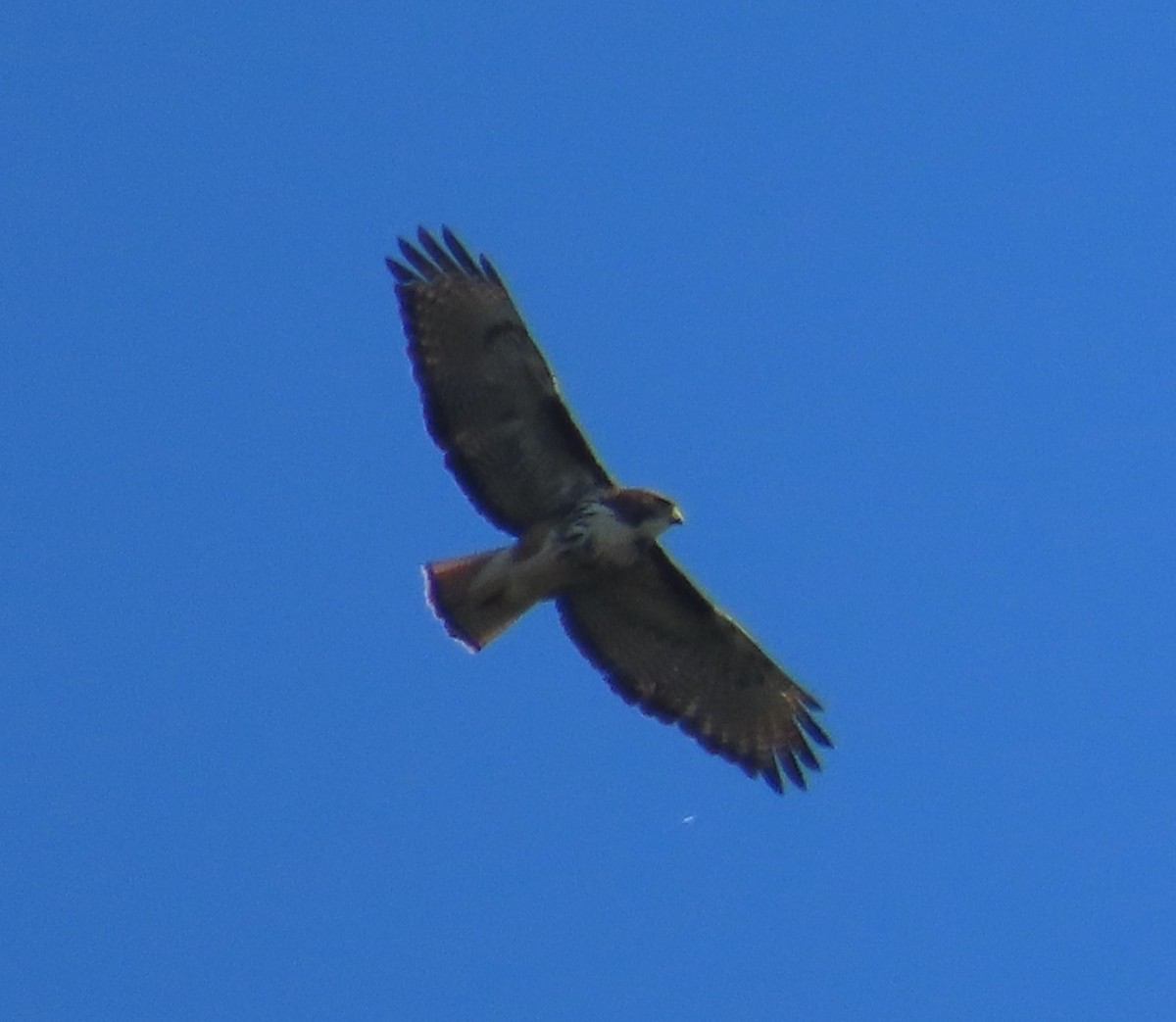 Rufous-tailed Hawk - ML628108570