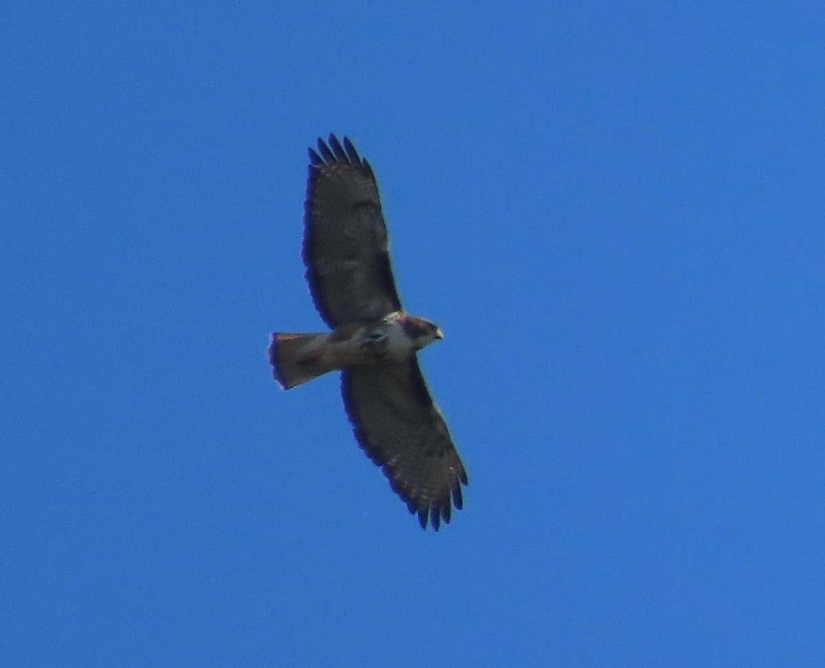 Rufous-tailed Hawk - ML628108571