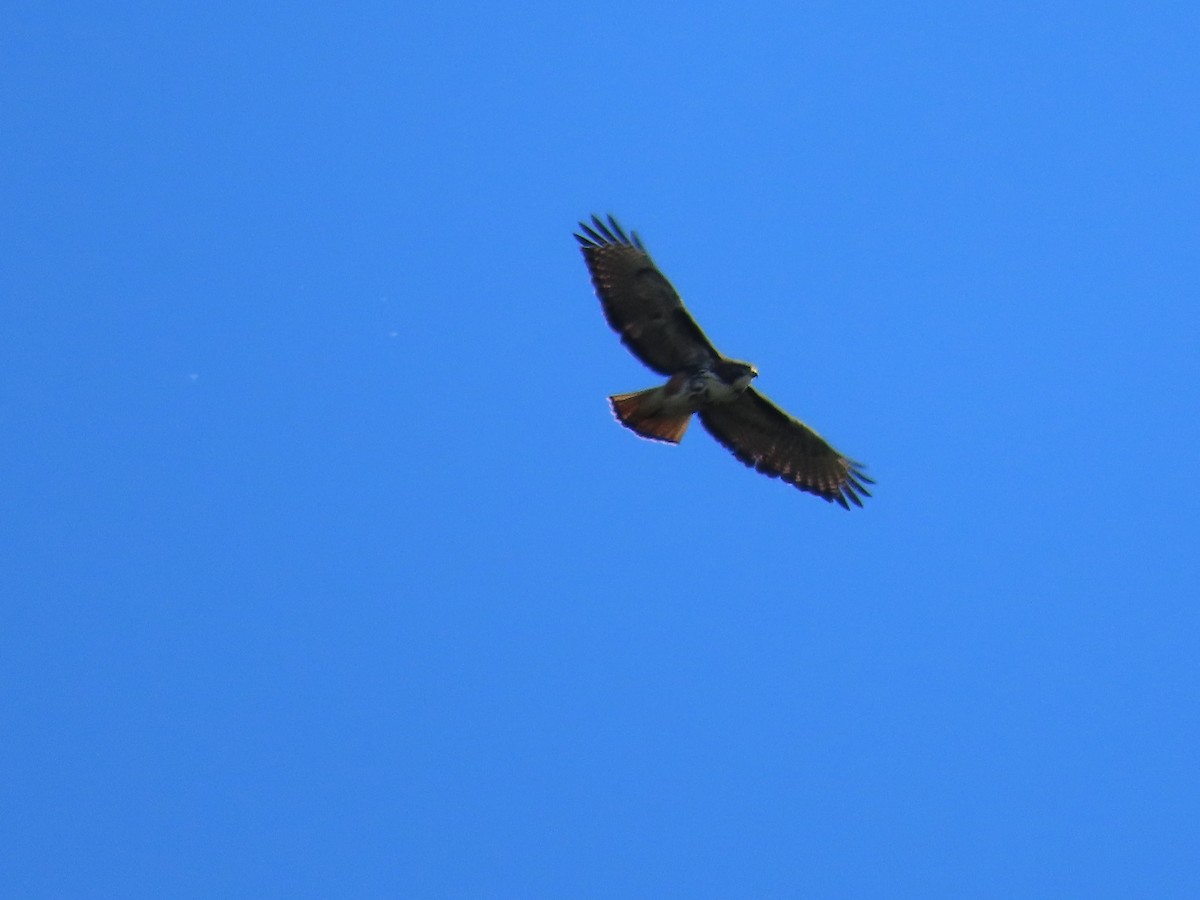 Rufous-tailed Hawk - ML628108572