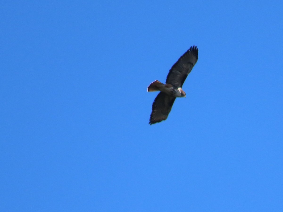 Rufous-tailed Hawk - ML628108573