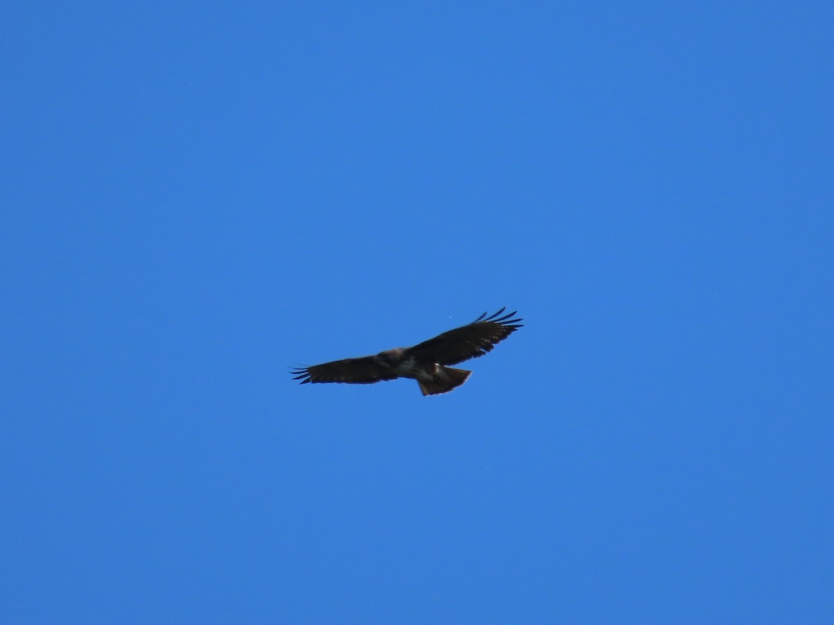 Rufous-tailed Hawk - ML628108574