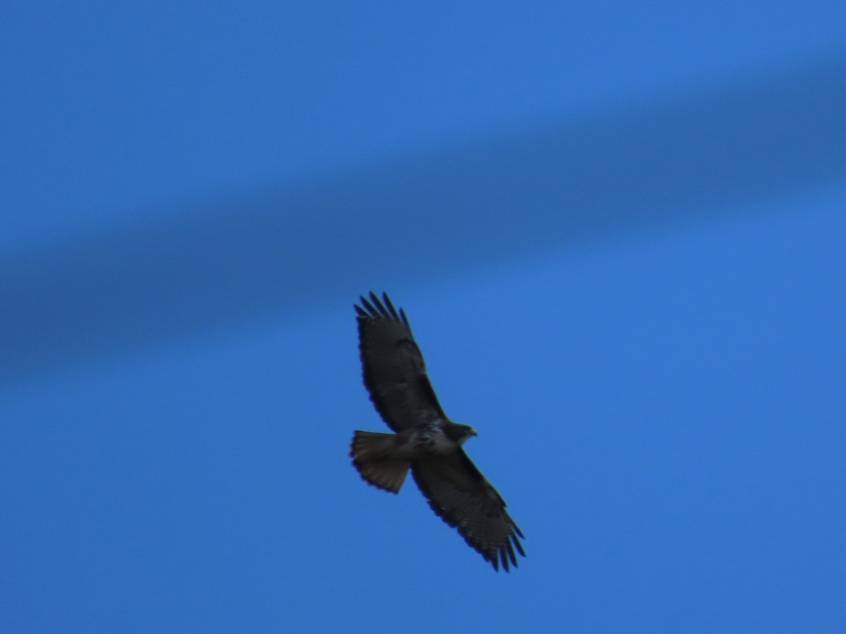 Rufous-tailed Hawk - ML628108575