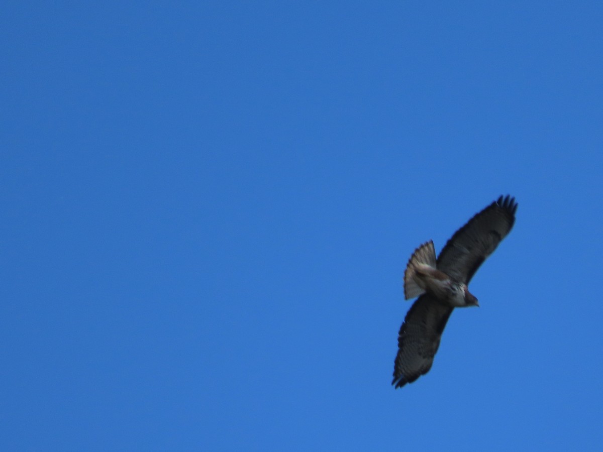 Rufous-tailed Hawk - ML628108578