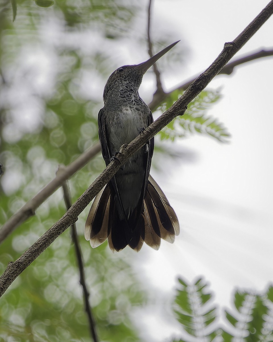 Glittering-throated Emerald - ML628108605