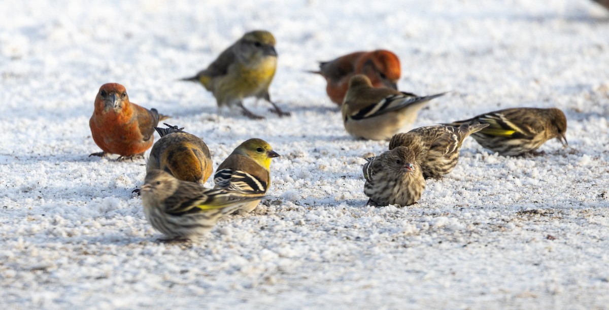 American Goldfinch - ML628108608