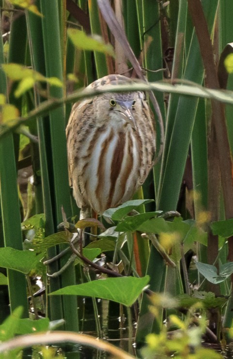 Yellow Bittern - ML628108614