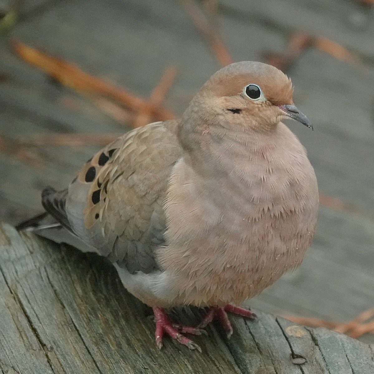 Mourning Dove - ML628108618