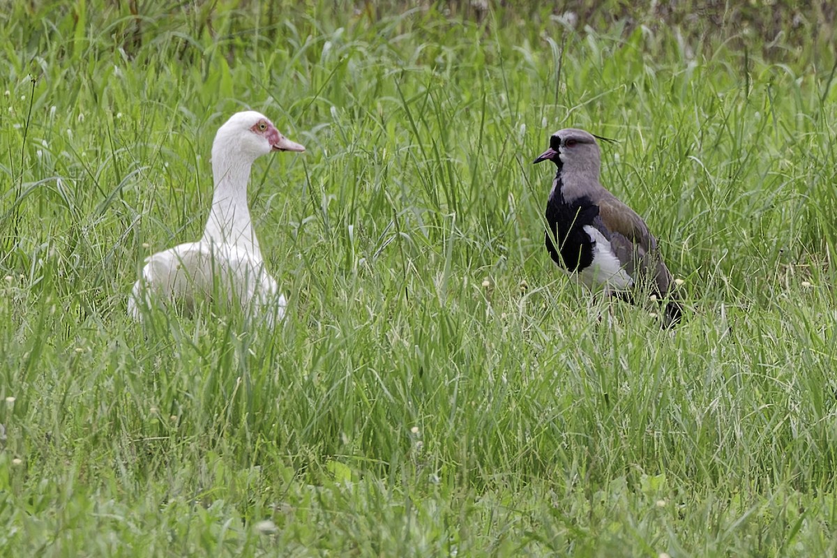 Southern Lapwing - ML628108625