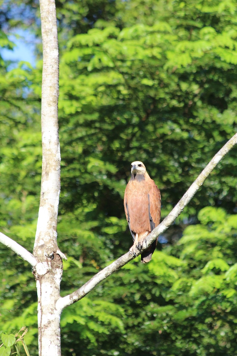 Black-collared Hawk - ML628108641