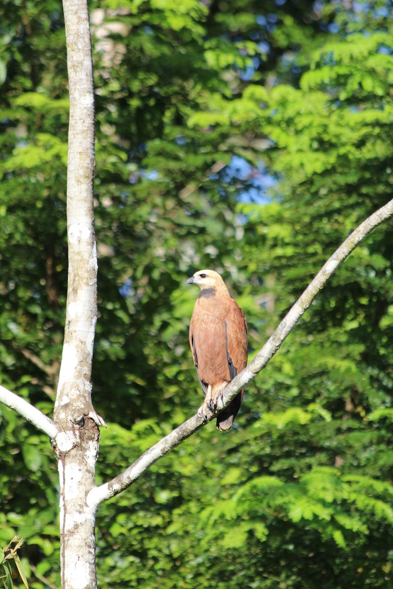 Black-collared Hawk - ML628108677