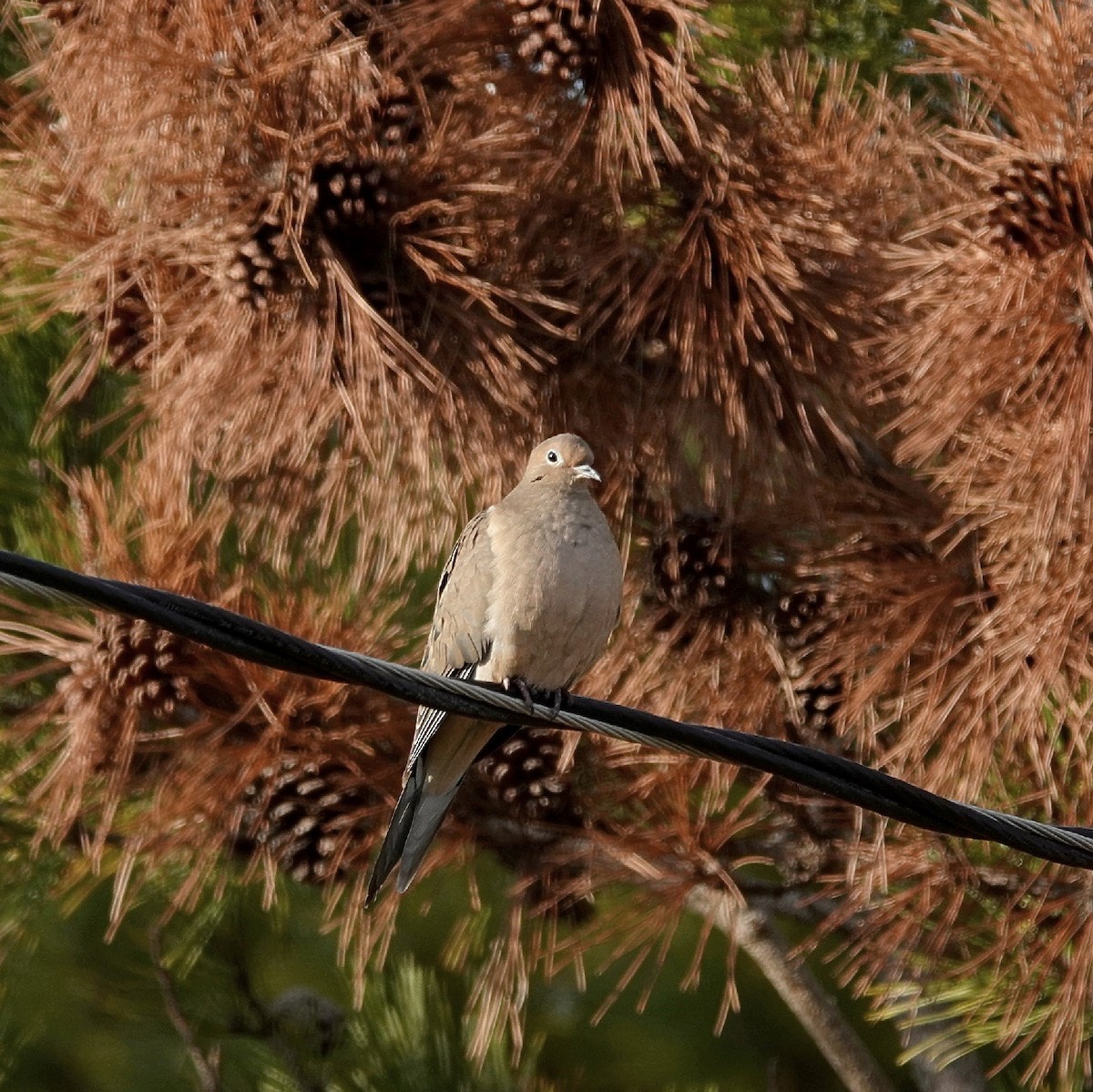 Mourning Dove - ML628108696