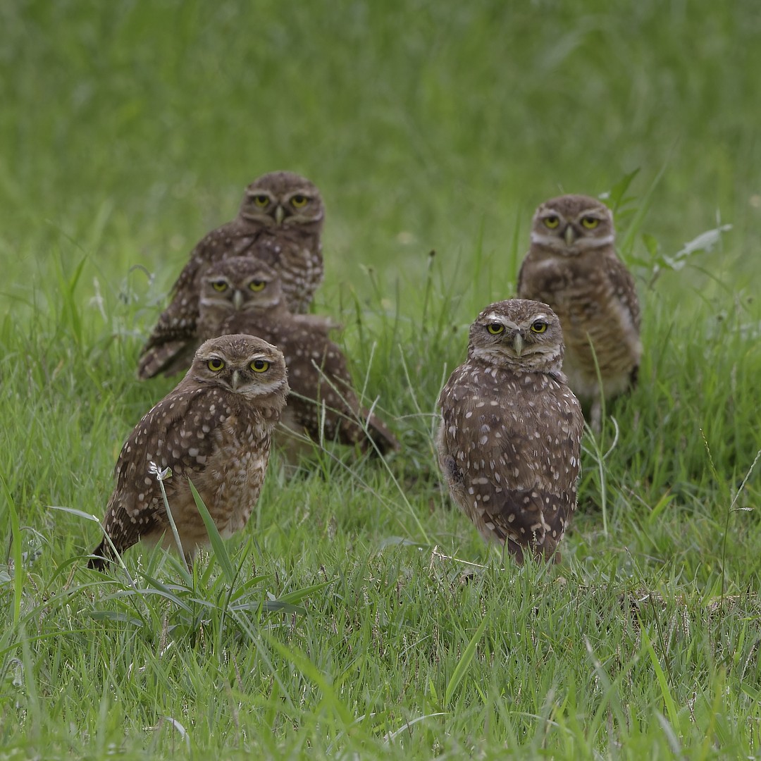 Burrowing Owl - ML628108713