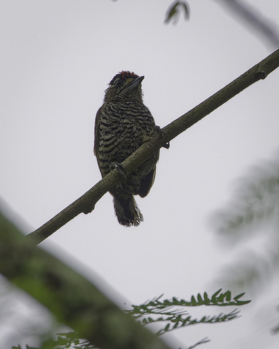 White-barred Piculet - ML628108719