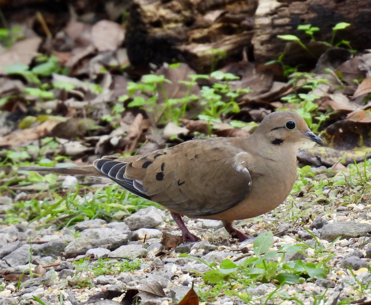 Mourning Dove - ML628108730