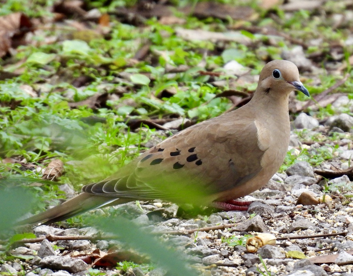 Mourning Dove - ML628108731