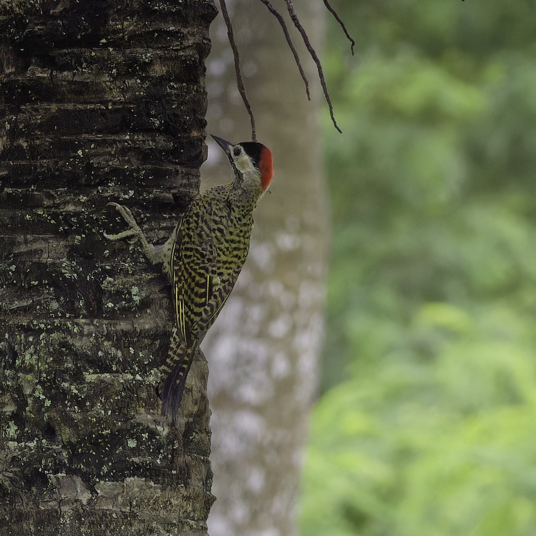 Green-barred Woodpecker - ML628108733