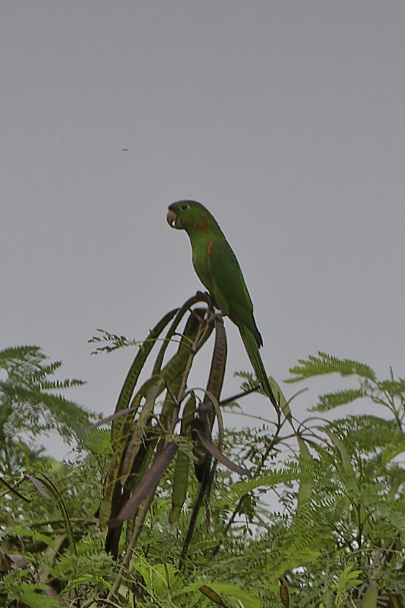 White-eyed Parakeet - ML628108755