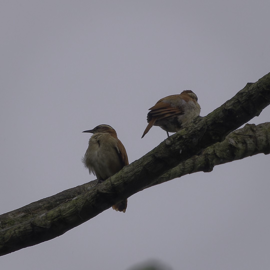 Wing-banded Hornero - ML628108780