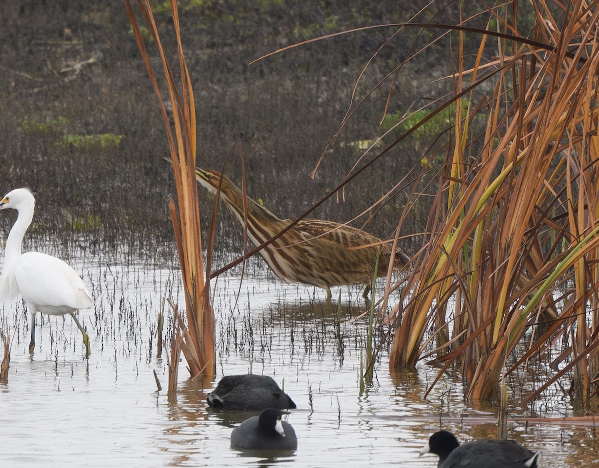 American Bittern - ML628108836