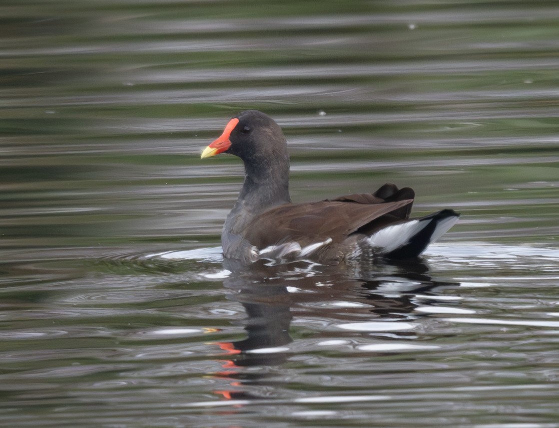 Common Gallinule - ML628108843